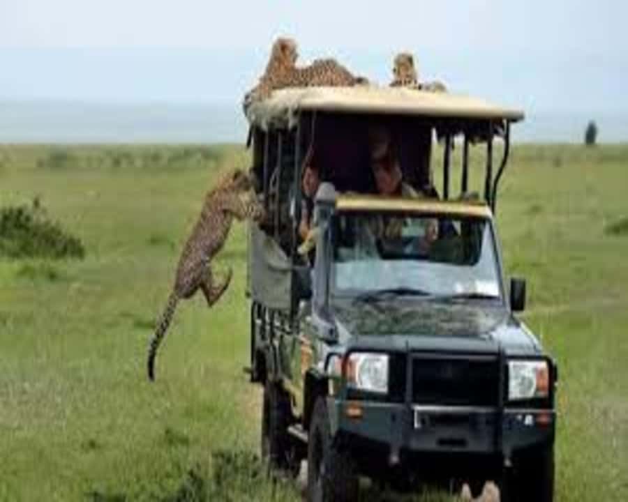 Nairobi: 2-Day Amboseli National Park Safari - Day one: lunch, check-in, and the evening game drive