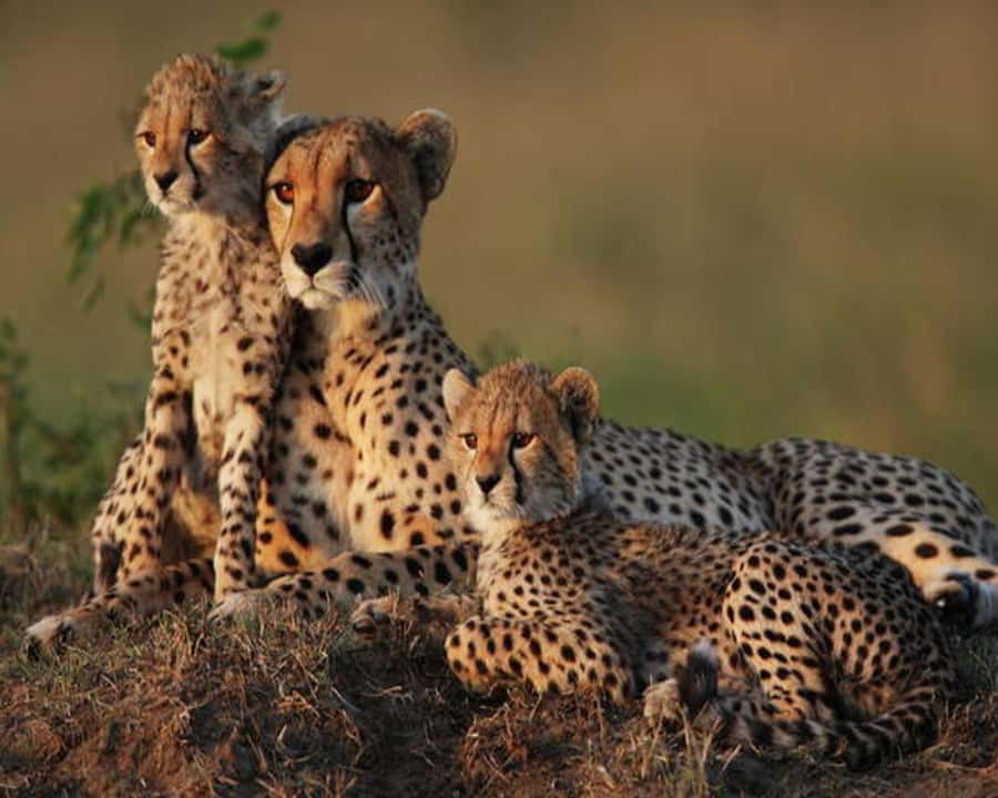 Nairobi: 2-Day Amboseli National Park Safari - Day two: the best light of the trip
