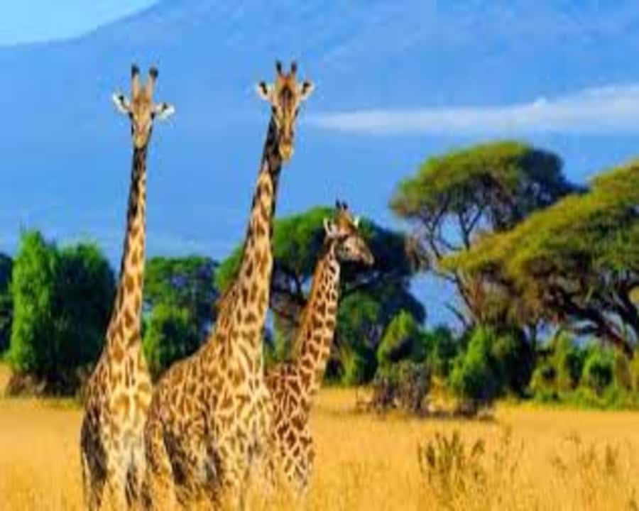Nairobi: 2-Day Amboseli National Park Safari - The real price: $405, plus important extras