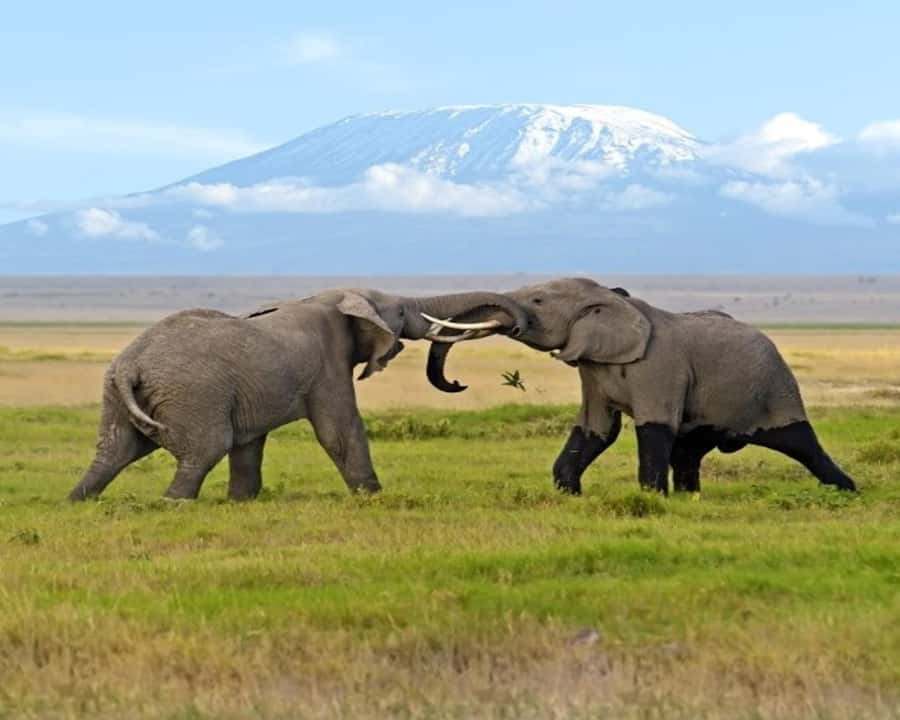 Nairobi: 2-Day Amboseli National Park Safari - Who should book this Amboseli safari?
