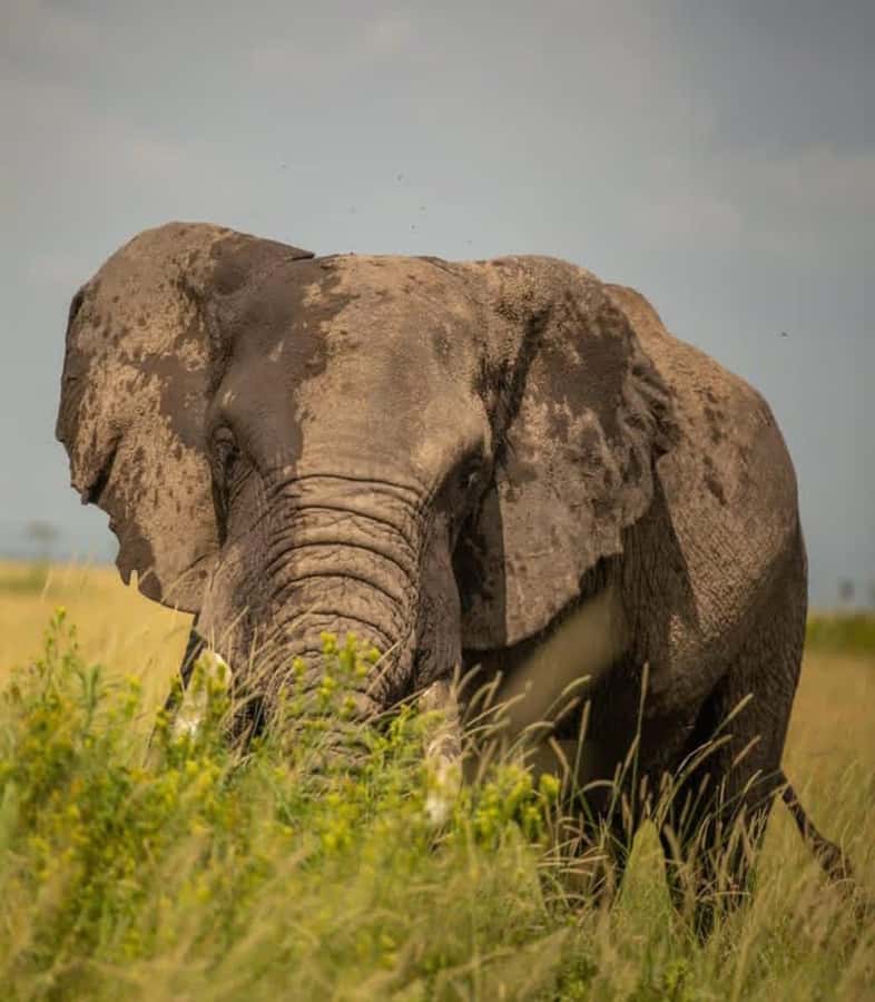 Nairobi: 3-Day Amboseli National Park Shared Safari Package - Key points to know before you book