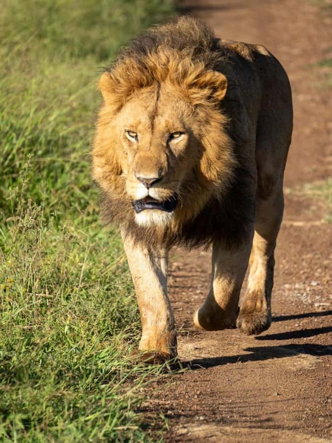 Nairobi: 3-Day Amboseli National Park Shared Safari Package - Day 1: Leaving Nairobi at 2:30 p.m.