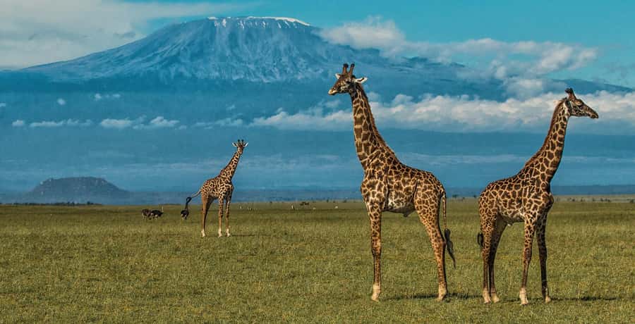 Nairobi: Amboseli National Park Day Trip with Masai Village - Key points to know before booking