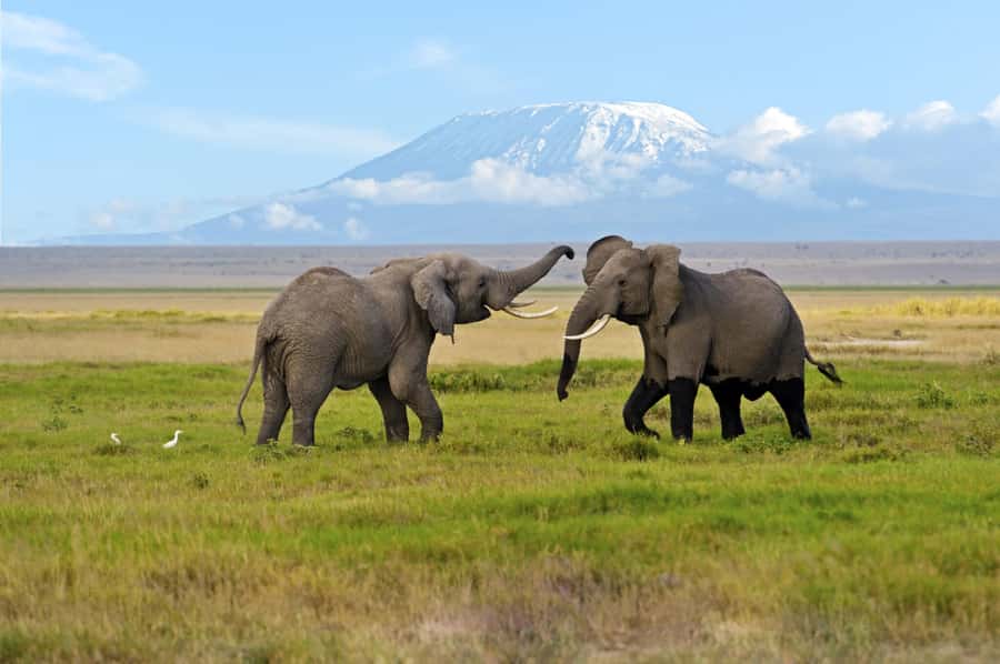 Nairobi: Amboseli National Park Day Trip with Masai Village - Birds around the swamps and marshlands