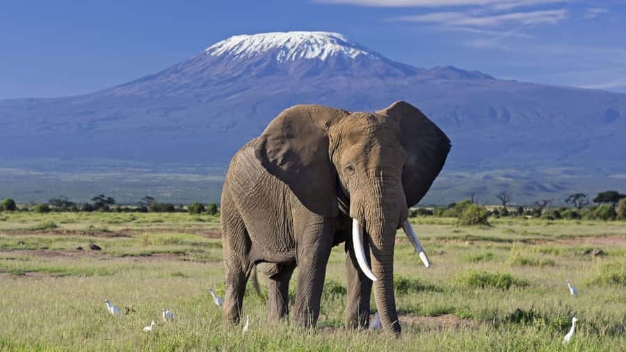 Nairobi: Amboseli National Park Day Trip with Masai Village - Leaving Nairobi and reaching the park