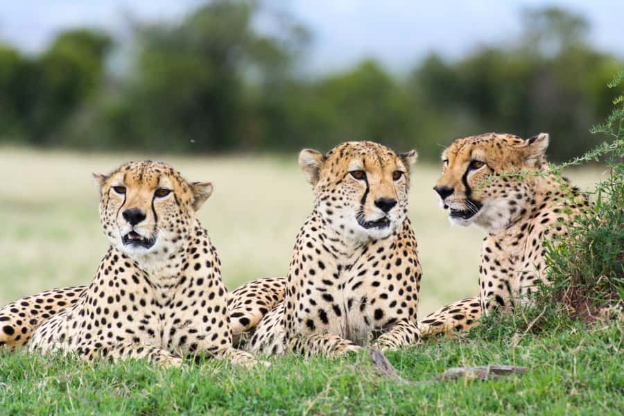 Nairobi: Amboseli National Park Tour & Maasai Village Visit - Who should book this Amboseli day trip?