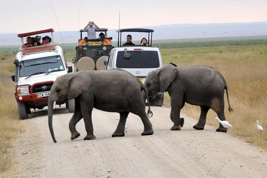 Nairobi: Amboseli National Park Tour & Maasai Village Visit - Why the Nairobi to Amboseli run is worth considering
