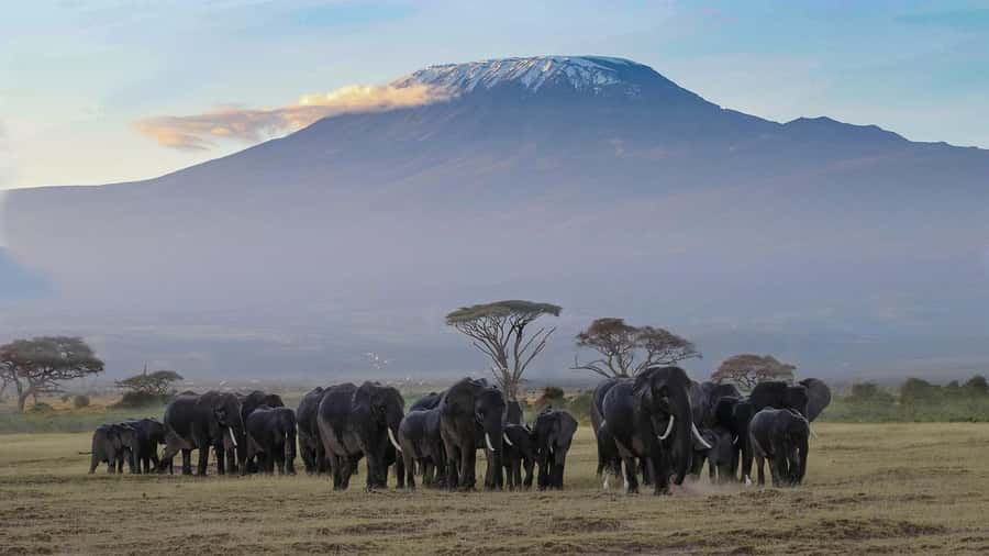 Nairobi: Amboseli National Park Tour & Maasai Village Visit - The afternoon park drive