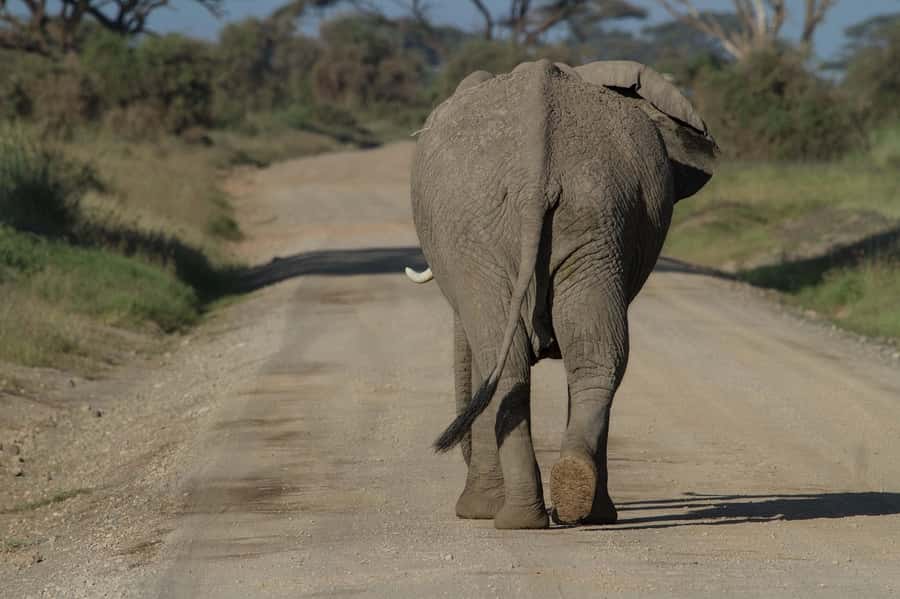 Nairobi: Amboseli National Park Tour & Maasai Village Visit - Cost, timing, and what to pack