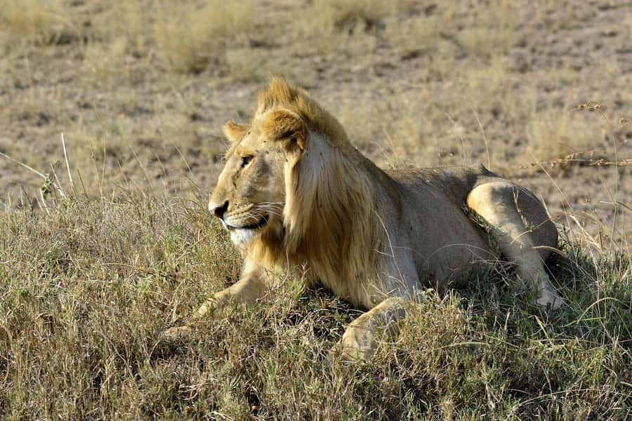 Nairobi: Day Tour to Amboseli National Park & Maasai Village - Key points before you book