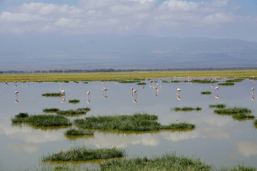 Nairobi: Day Tour to Amboseli National Park & Maasai Village - Why Amboseli makes a strong one-day safari