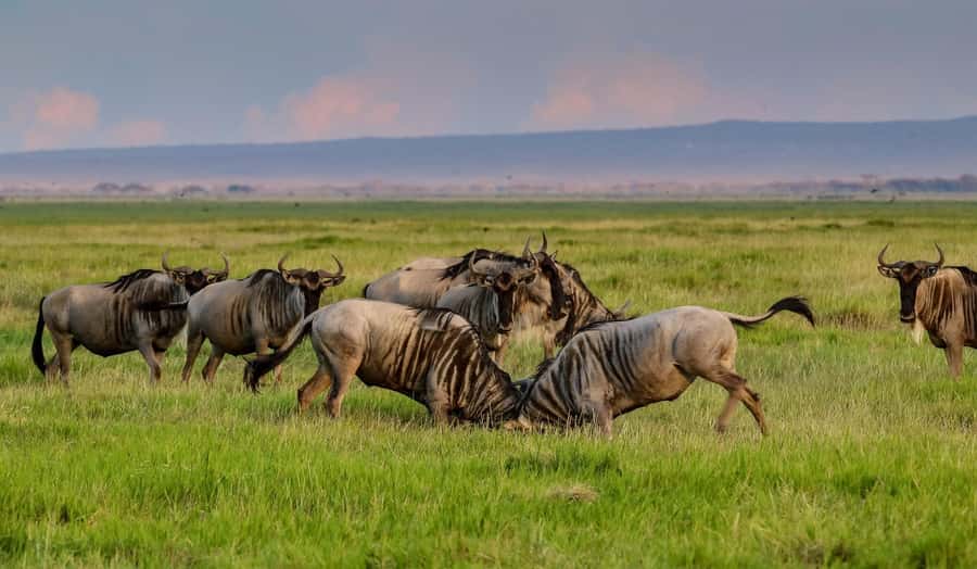Nairobi: Day Tour to Amboseli National Park & Maasai Village - Five hours among Amboseli’s elephants