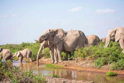 Day Tour to Amboseli National Park & Maasai Village
