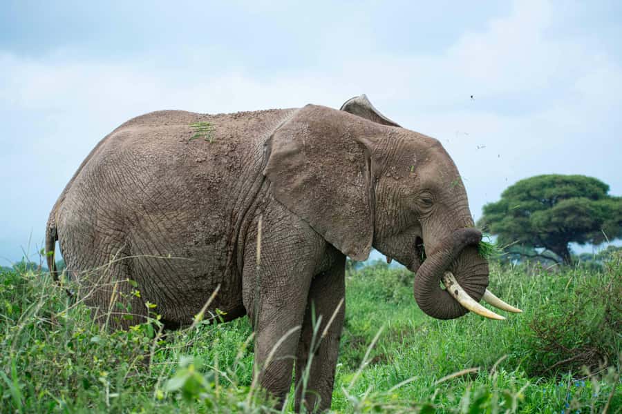 Nairobi: Day Tour to Amboseli National Park & Maasai Village - Lunch, where the value gets less clear