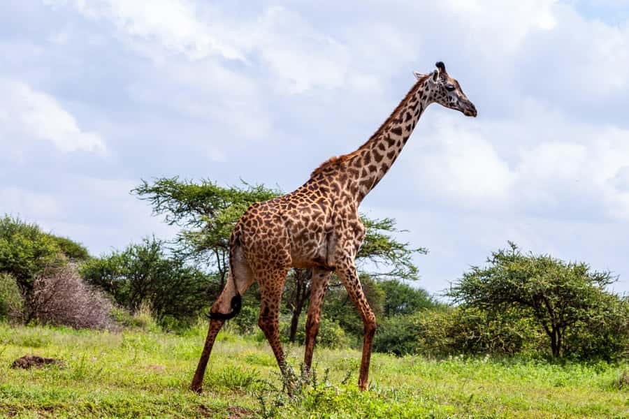 Nairobi: Day Tour to Amboseli National Park & Maasai Village - The Maasai village visit after the game drive