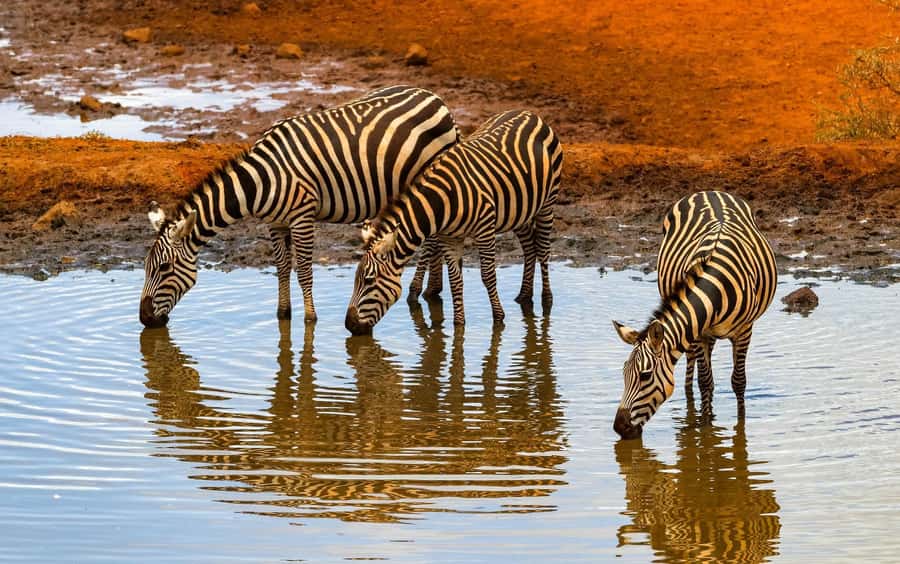 Nairobi: Day Tour to Amboseli National Park & Maasai Village - Who should book this Amboseli day trip