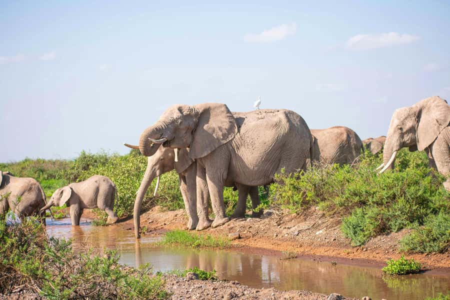 Nairobi: Day Tour to Amboseli National Park & Maasai Village - Leaving Nairobi before sunrise