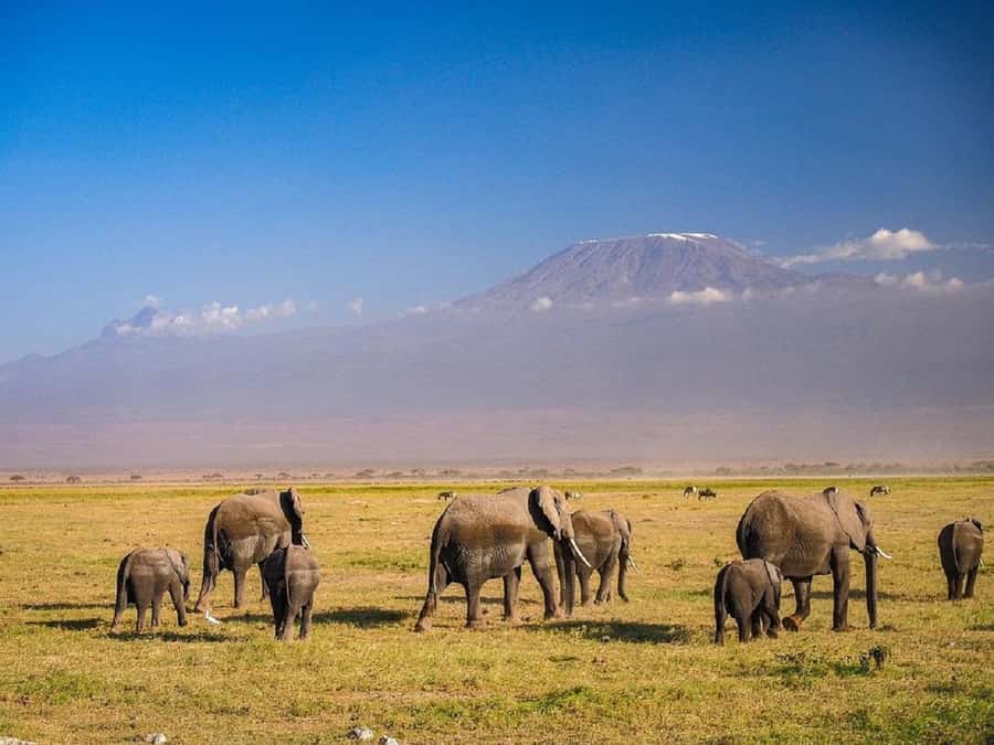 Nairobi: Day Trip to Amboseli National Park - Key points at a glance
