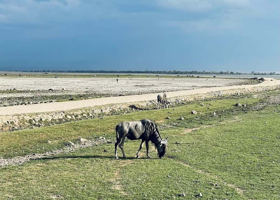 Nairobi: Day Trip to Amboseli National Park - Who should book this day trip