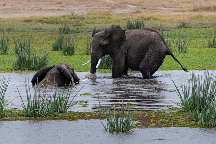 Nairobi: Day Trip to Amboseli National Park - Why Amboseli makes the long road worthwhile