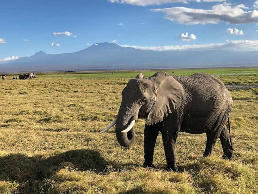 Nairobi: Day Trip to Amboseli National Park - Climbing Observation Hill for Kilimanjaro views