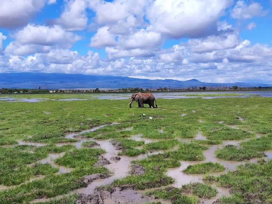 Nairobi: Day Trip to Amboseli National Park - The afternoon drive and marshland wildlife