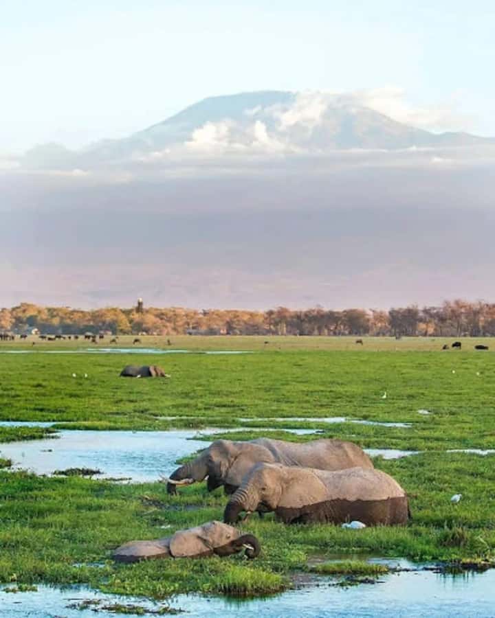 Nairobi: Day Trip to Amboseli National Park - Adding a Maasai village visit