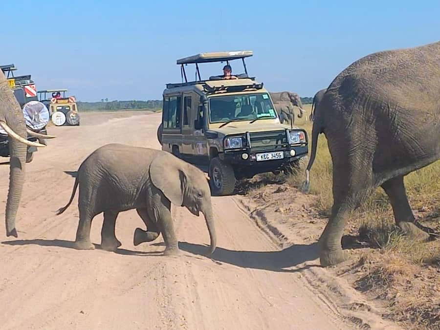 Nairobi:Day trip to Amboseli National park & Maasai village - Why Amboseli makes a strong day trip from Nairobi