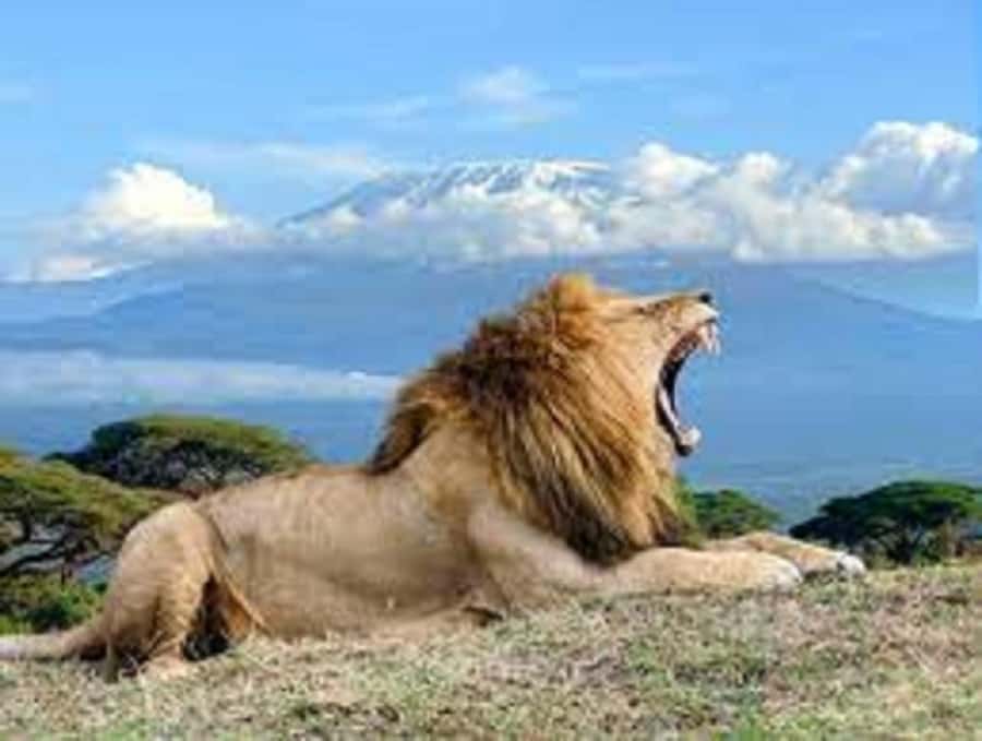 Nairobi:Day trip to Amboseli National park & Maasai village - The elephant and Kilimanjaro moment