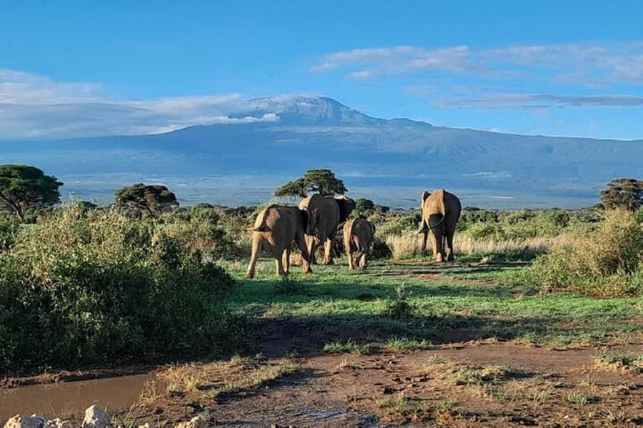 Nairobi:Day trip to Amboseli National park & Maasai village - The Maasai village visit and its separate fee