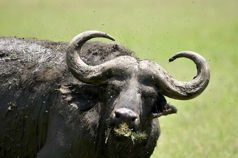 Nairobi:Day trip to Amboseli National park & Maasai village - What the guides add to the day