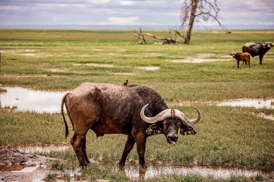 Nairobi: Day Trip to Amboseli National Park - Leaving Nairobi around 6:00 AM
