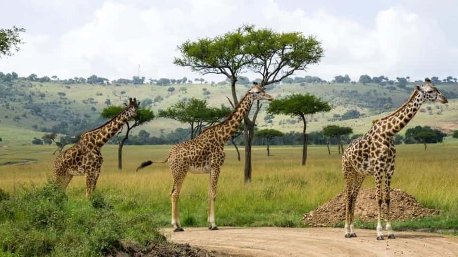 Nairobi:Group Hell's Gate National Park & Lake Naivasha Tour - Key points to know before booking