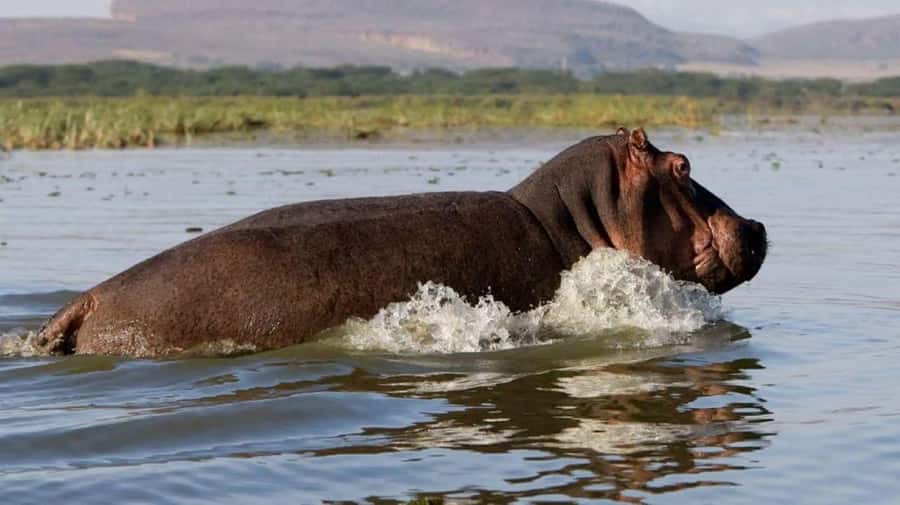 Nairobi:Group Hell's Gate National Park & Lake Naivasha Tour - Lunch near Lake Naivasha
