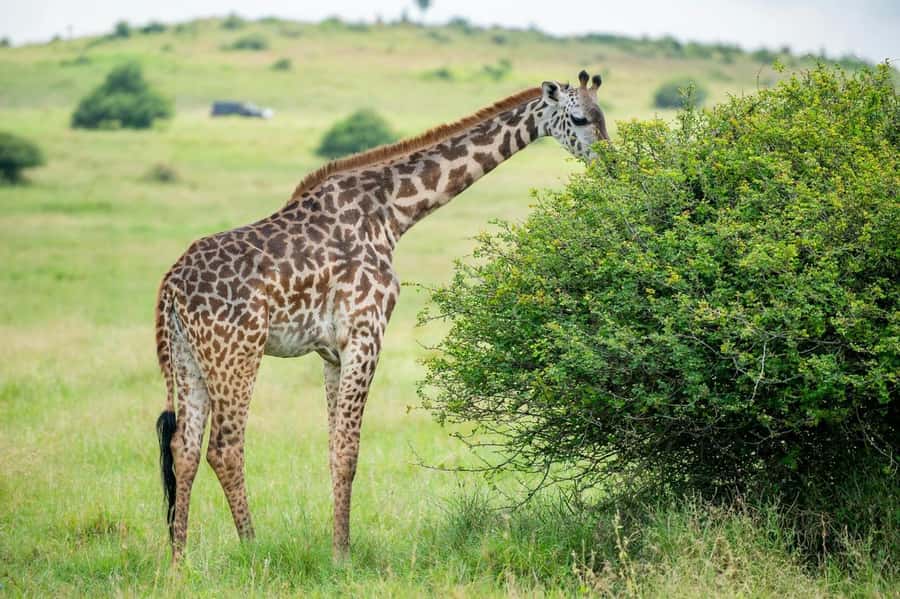 Nairobi: Half-Day Game Drive at Nairobi National Park - A real safari close to Nairobi