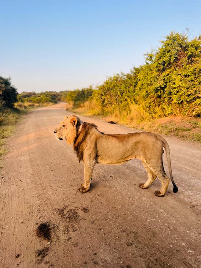 Nairobi: Half-Day Game Drive at Nairobi National Park - The 30-minute ride to the park
