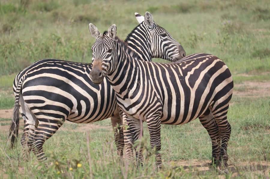Nairobi: Half-Day Game Drive at Nairobi National Park - What you may see during the game drive