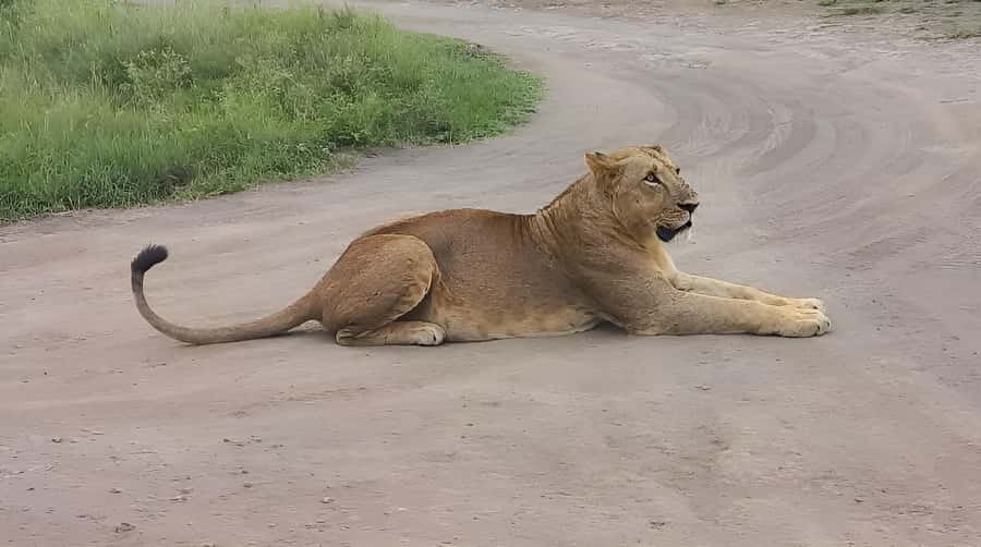 Nairobi: Half-Day Game Drive at Nairobi National Park - Why the guide matters