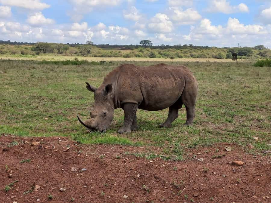 Nairobi: Half-Day Game Drive at Nairobi National Park - The Kazuri Beads Factory stop