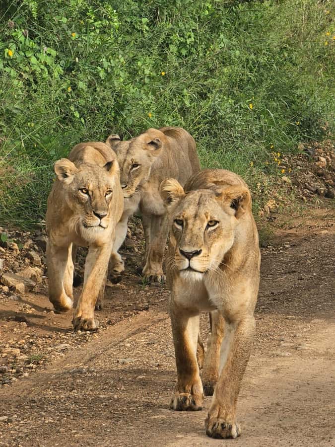 Nairobi: Half-Day Game Drive at Nairobi National Park - What the $60 price really means