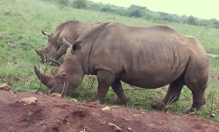 Nairobi: Half-Day Game Drive at Nairobi National Park - Who should book this outing