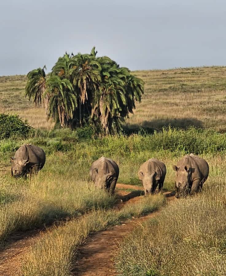 Nairobi: Half-Day Game Drive at Nairobi National Park - Booking details worth checking