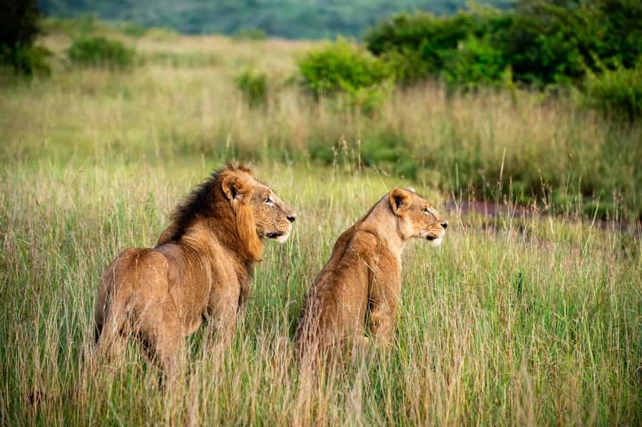 Nairobi: Half-Day Game Drive at Nairobi National Park - Entering Nairobi National Park