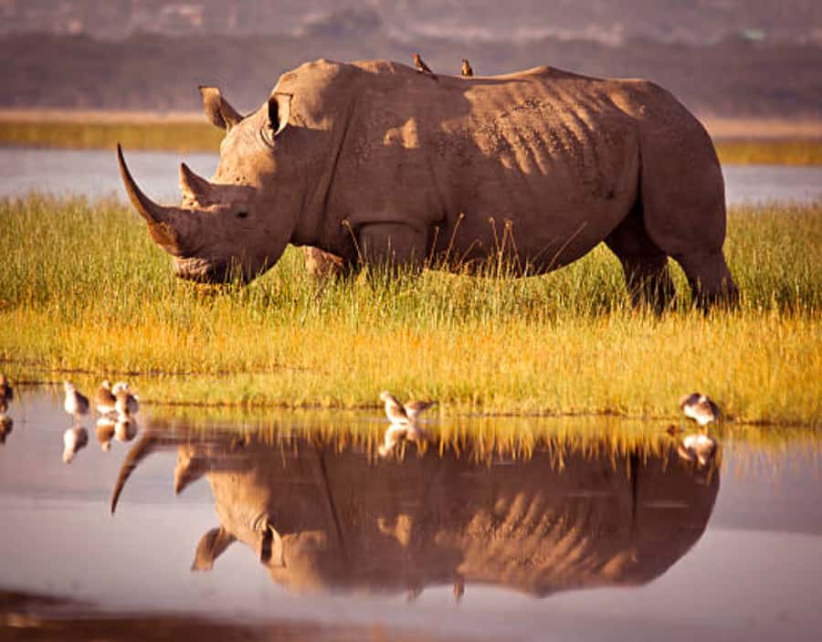 Nairobi: Half-Day Nairobi National Park Private Safari - Key points at a glance