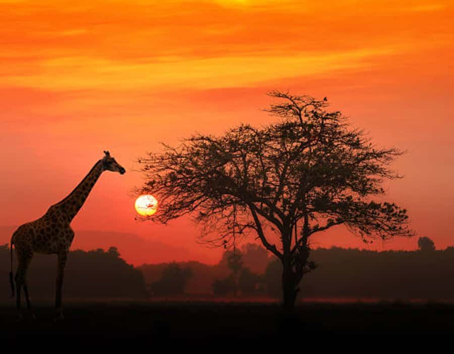 Nairobi: Half-Day Nairobi National Park Private Safari - The skyline view that makes this safari different
