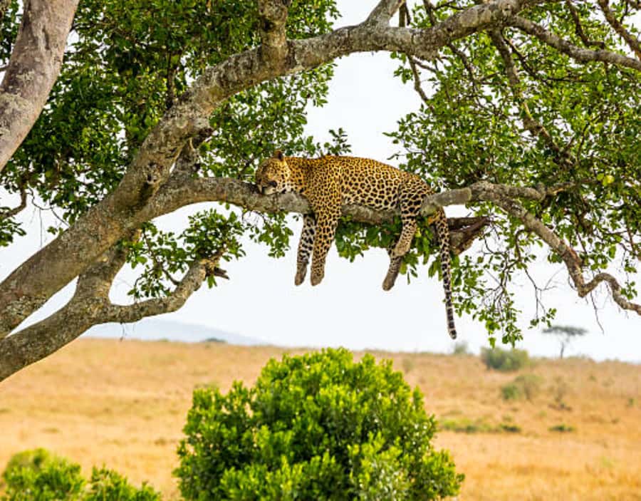 Nairobi: Half-Day Nairobi National Park Private Safari - Who will get the most from this safari