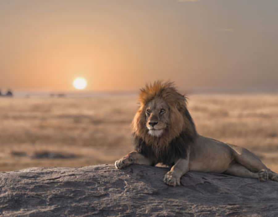 Nairobi: Half-Day Nairobi National Park Private Safari - Should you book this Nairobi safari?