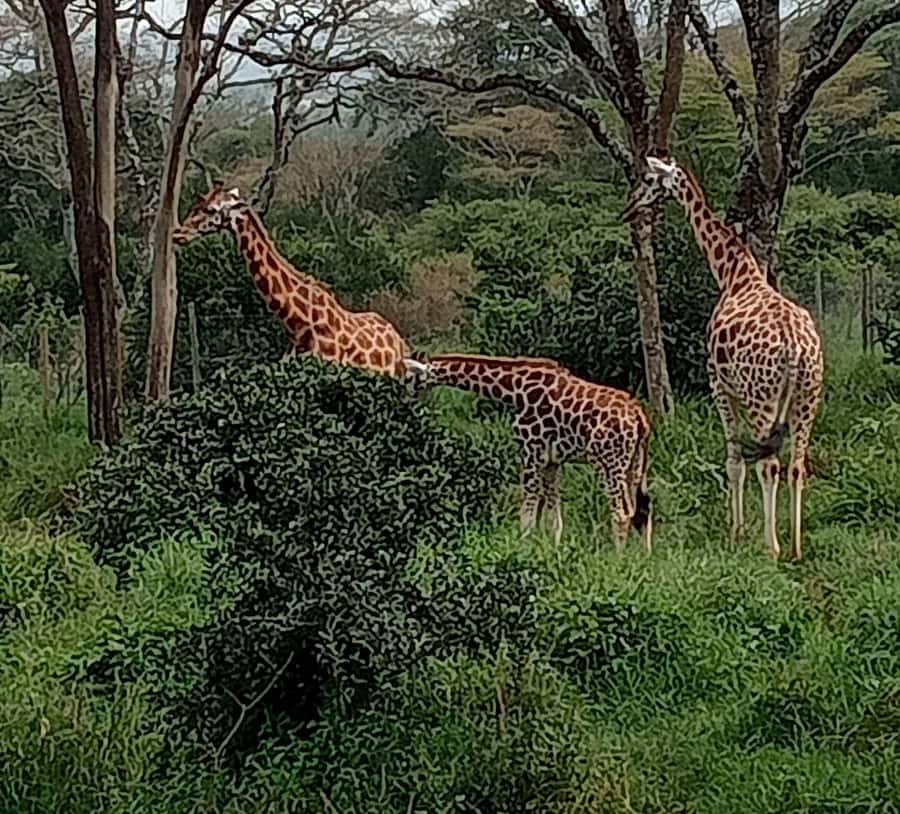 Nairobi: Hell's Gate National Park and Lake Naivasha Tour - From Nairobi to the Great Rift Valley viewpoint