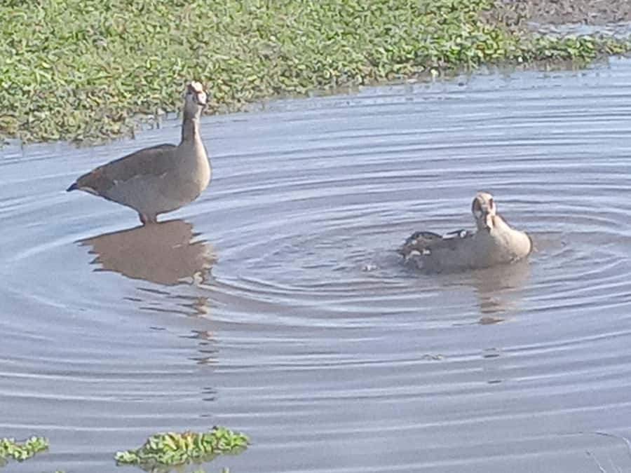 Nairobi: Hell's Gate National Park and Lake Naivasha Tour - Lunch and the optional Lake Naivasha boat ride