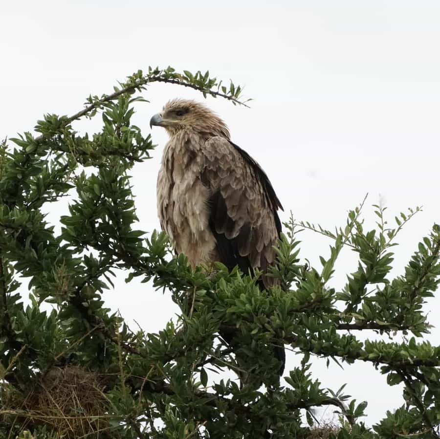 Nairobi: Hell's Gate National Park and Lake Naivasha Tour - Cycling past wildlife at Hell’s Gate National Park